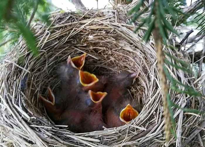 11 Person In Syvde 度假居 *